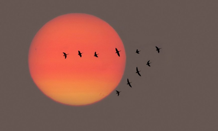 Ask Outdoors: Which Bird Species Are Known for Long Migratory Journeys?