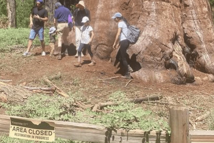 Why People Are Mad at This Group Posing in Front of a Sequoia