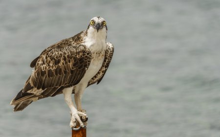 Watch The Sheer Power of An Osprey as It Drags a Fish From the Ocean