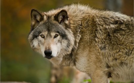 Viral Video Serves as an Alarming Reminder of How Massive Wolves Are