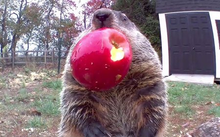 Family of Groundhogs Become Veggie-Eating Sensations