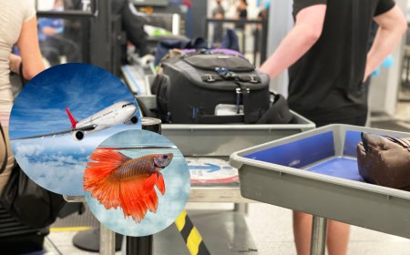 Can You Fly With a Pet Fish? The TSA Says Go For It