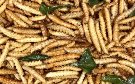 Bugging Out: A Guide to Incorporating Edible Insects into Your Diet