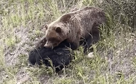Watch: Grizzly Mauling Black Bear
