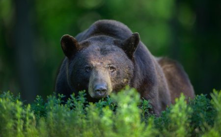 Watch: Three-Legged Bear Breaks Into a Florida Home… and Chugs Some White Claw