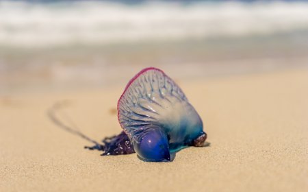 A Now Deleted TikTok Video Is a Reminder Not to Pet Portuguese Man O’Wars