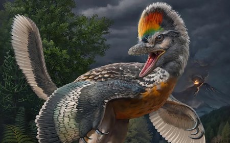 Newly Found Fossil May Be Jurassic Bird