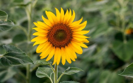 ‘Rocky Mountain High:’ An 18-Foot Sunflower Sets a New Record in Colorado