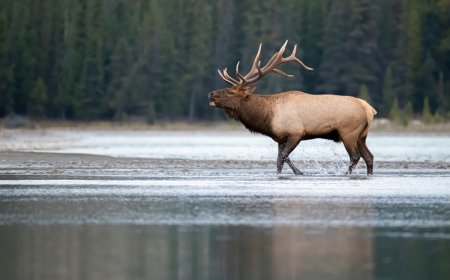 It’s Elk Rutting Season, and the Animals Are Sounding the Alarm