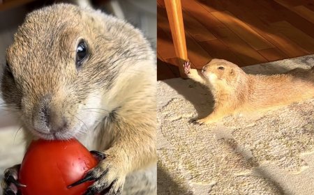 Poppy the Prairie Dog Has the Internet Cheering ‘Wahoo!’
