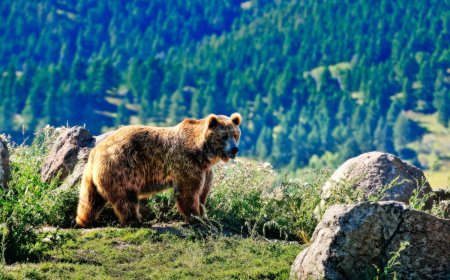 Second Grizzly Attack in Montana Closes Part of Custer Gallatin National Forest