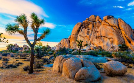 5 Things You Didn’t Know About Joshua Tree National Park