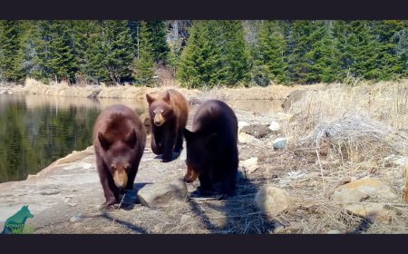 ‘They’re Prowling the Woods in Search of Technology to Destroy’: This Family of Bears Won’t Stop Smashing Trail Cameras
