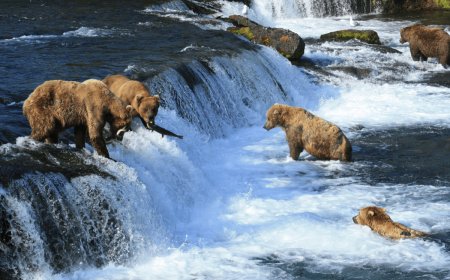 How to Get Outdoors When You’re Stuck at Work: The Best Livestreams to Enjoy From Your Desk