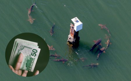 Reel in a Reward: Florida Officials Offering $50 for Catching a Cobia Fish