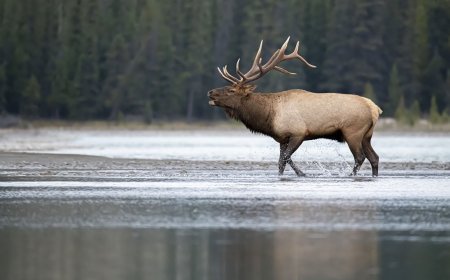 Rut Season at Rocky Mountain National Park, Plus Other Fall Animal Behavior