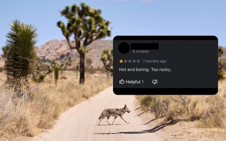 ‘Hot and boring. Too Rocky’: Joshua Tree National Park Responds to Bad Reviews With Hilarious Comments