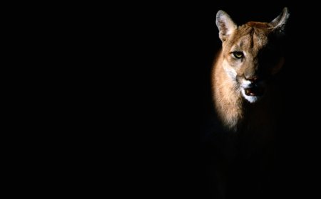 Well-Placed Trail Camera Captures Mountain Lion Moving Through the Night