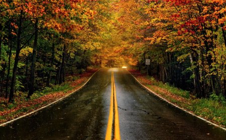 Early Fall Foliage: Here’s Where to Go and When to See Colorful Leaves ASAP