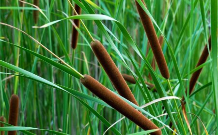 5 Nutrient-Rich Edibles You Can Find in Cold Months