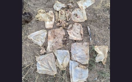 Wildlife Officials Forced to Euthanize Bear After it Ate People’s ‘Indigestible Trash’