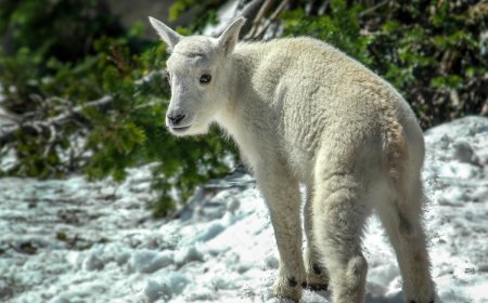 Watch This Adorable Baby Mountain Goat Get ‘Zoomies’ on a 14,000-Foot Mountain