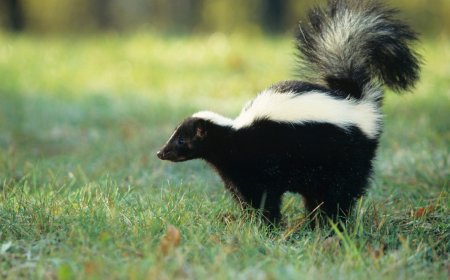 How Do You Get Rid of the Skunk Smell? Reddit Weighs In