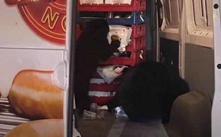 Family of Bears Raid a Krispy Kreme Truck