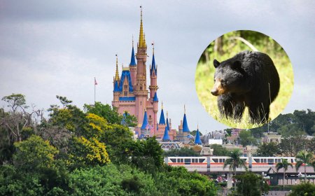 Wildlife Officials Safely Release Black Bear That Broke Into Disney’s Magic Kingdom