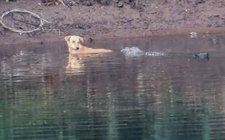 Did These Marsh Crocodiles Just Save a Stray Dog?