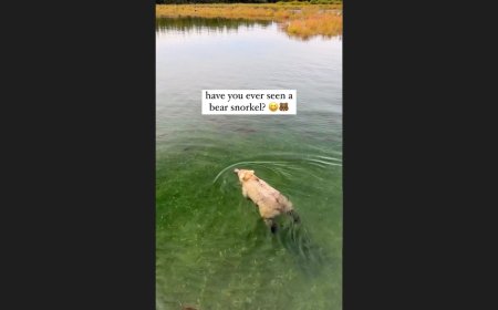 Watch As the World’s Most Relaxed Grizzly Bear Floats Down a River