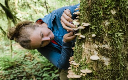 5 Survival Plants Every Forager Should Know