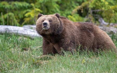 The Countdown to ‘Fat Bear Week’ is on: Here’s How You Can Vote, Participate, and Celebrate