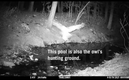 Video Captures Rare Species of Owl Dive Bombing Bats