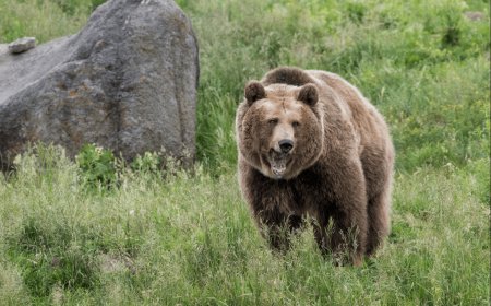 WATCH: This Animal Sends a Grizzly Bear Running out of Fear