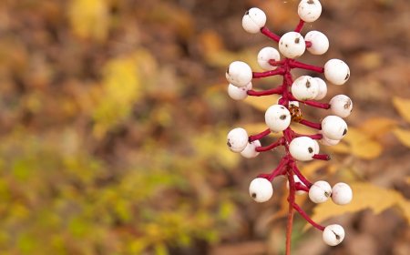 10 Dangerous Plants and Fungi to Avoid While Foraging