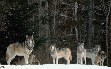 Are Wolves Villains? The Voyageurs Wolf Project Uses Science to Break Biases