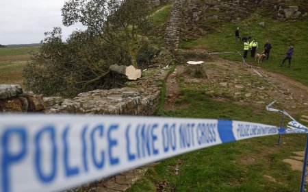 Historic Sycamore Gap Tree Cut Down, Teen Arrested