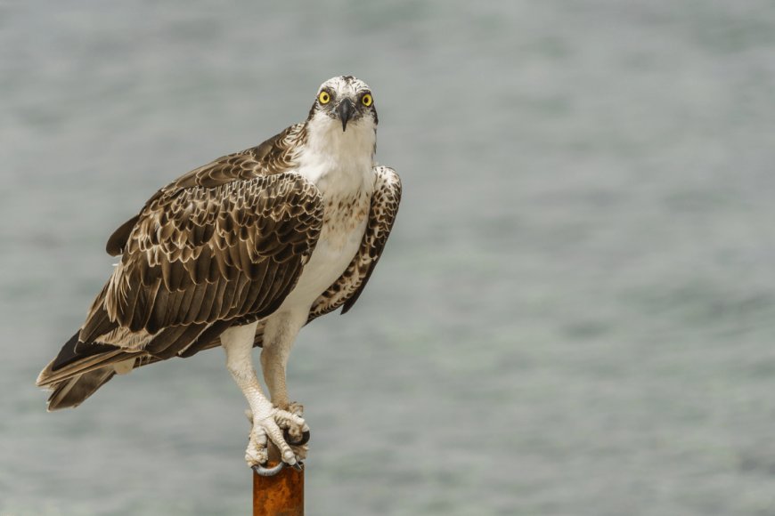Watch The Sheer Power of An Osprey as It Drags a Fish From the Ocean