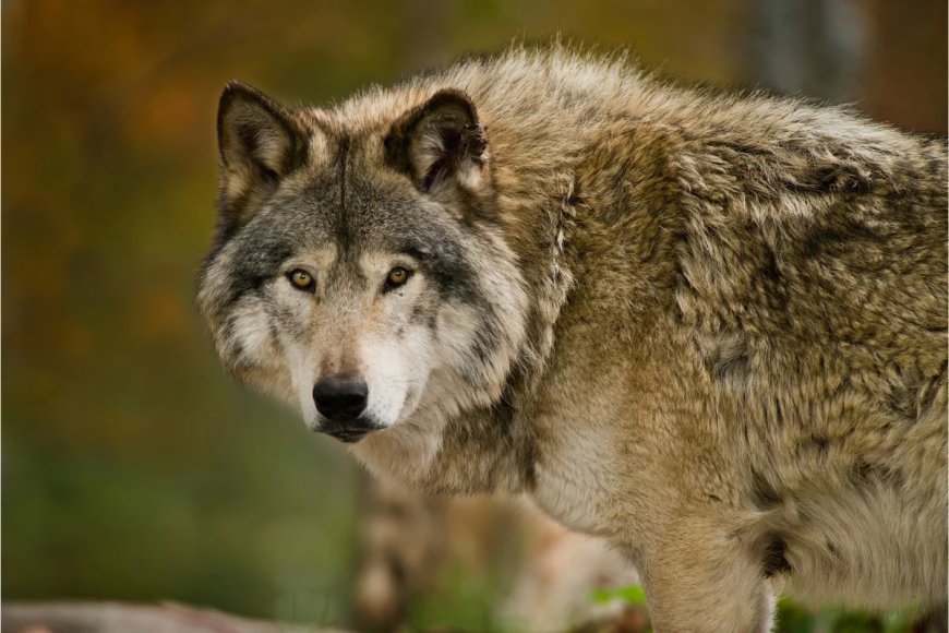 Viral Video Serves as an Alarming Reminder of How Massive Wolves Are