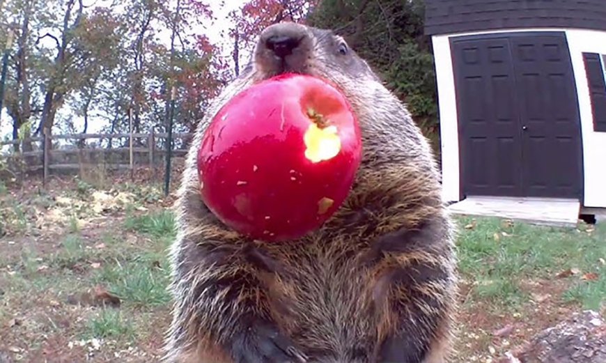 Family of Groundhogs Become Veggie-Eating Sensations