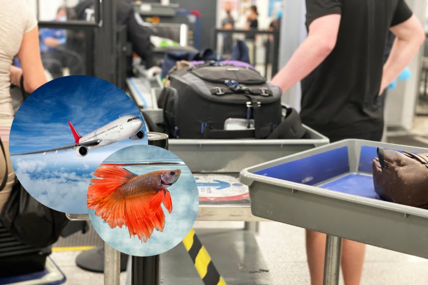 Can You Fly With a Pet Fish? The TSA Says Go For It