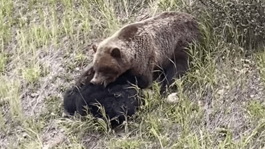 Watch: Grizzly Mauling Black Bear