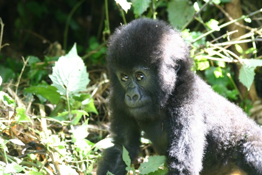 Watch Netflix’s New Gorilla Live Stream, and Help Name Newborn