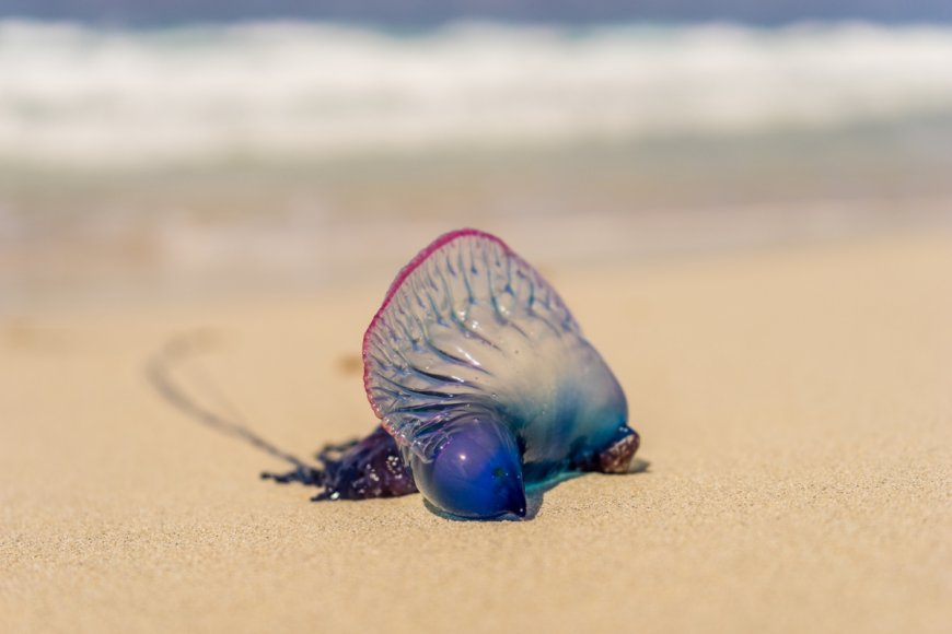 A Now Deleted TikTok Video Is a Reminder Not to Pet Portuguese Man O’Wars