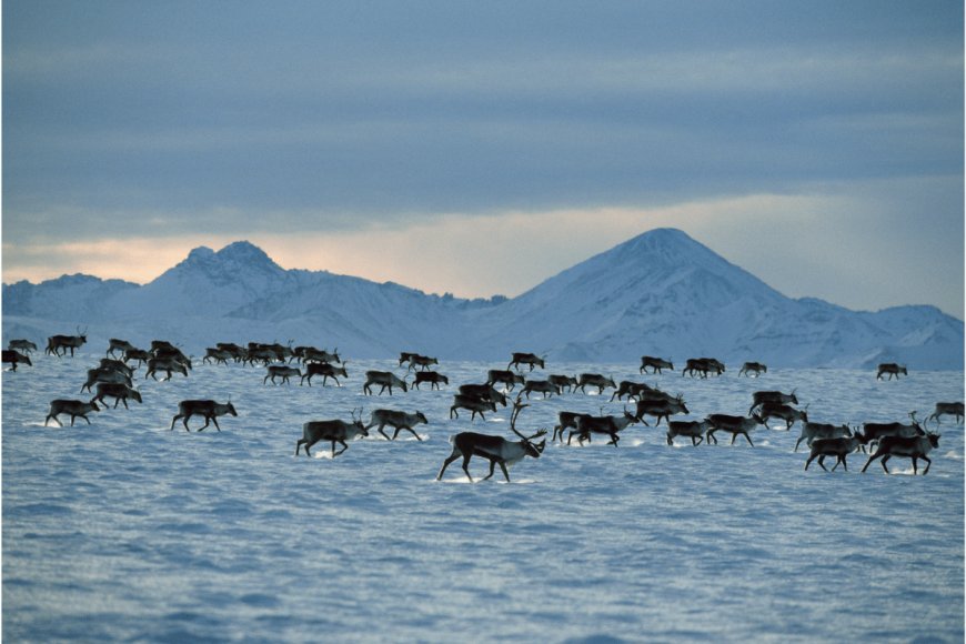 Plans for Oil Drilling in the Arctic National Wildlife Refuge On Hold