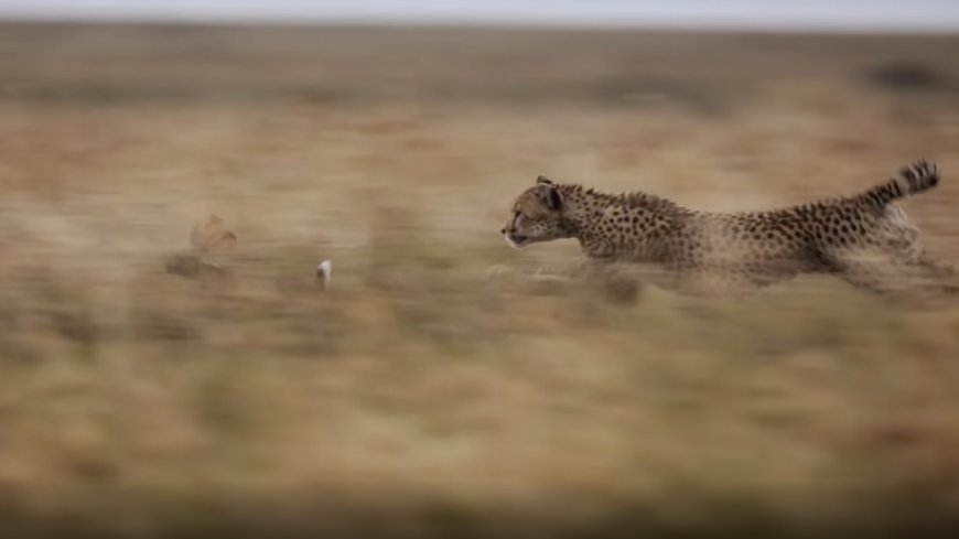 ‘Predators’ Shows How Apex Predators Adapt to Changes in Life and Climate