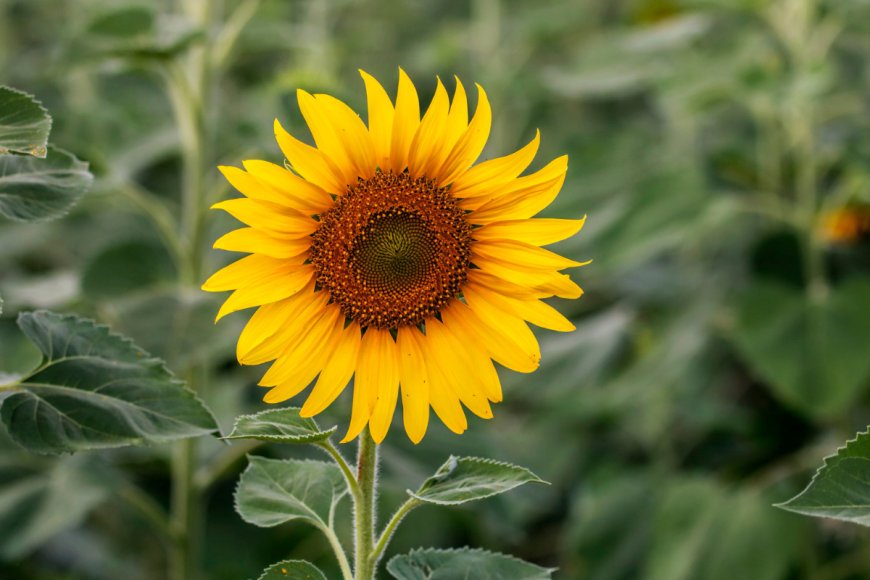 ‘Rocky Mountain High:’ An 18-Foot Sunflower Sets a New Record in Colorado