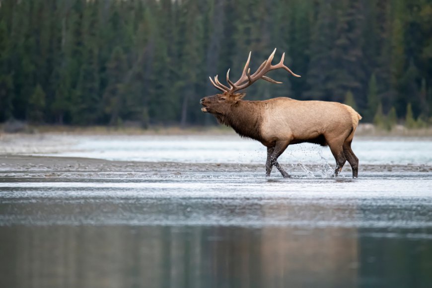 It’s Elk Rutting Season, and the Animals Are Sounding the Alarm