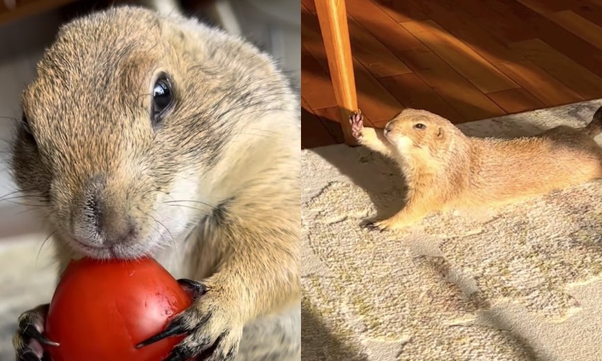 Poppy the Prairie Dog Has the Internet Cheering ‘Wahoo!’